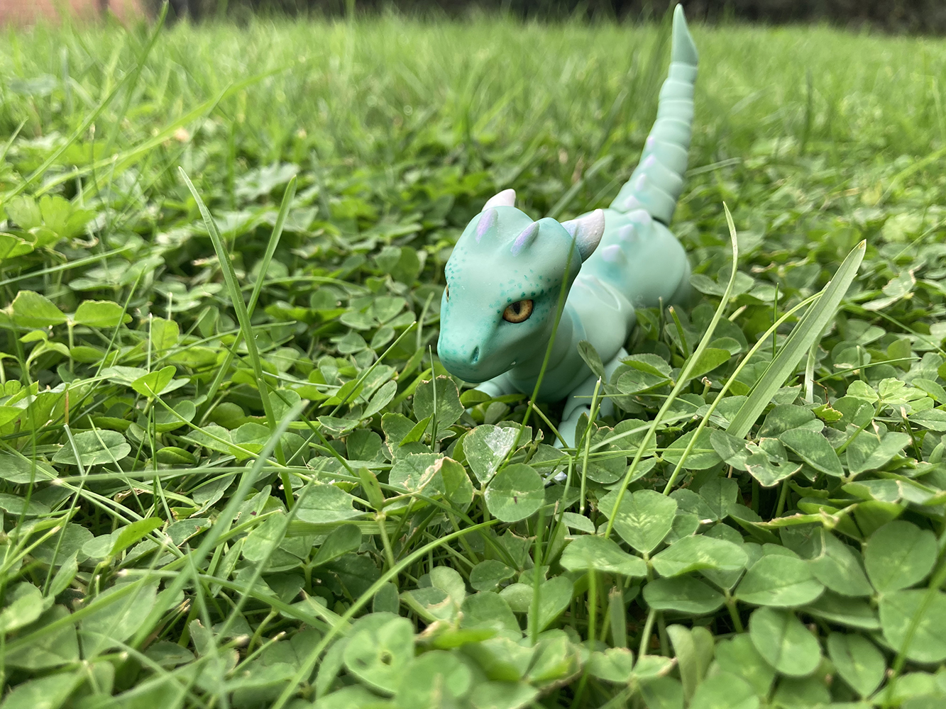 exploring in the clover