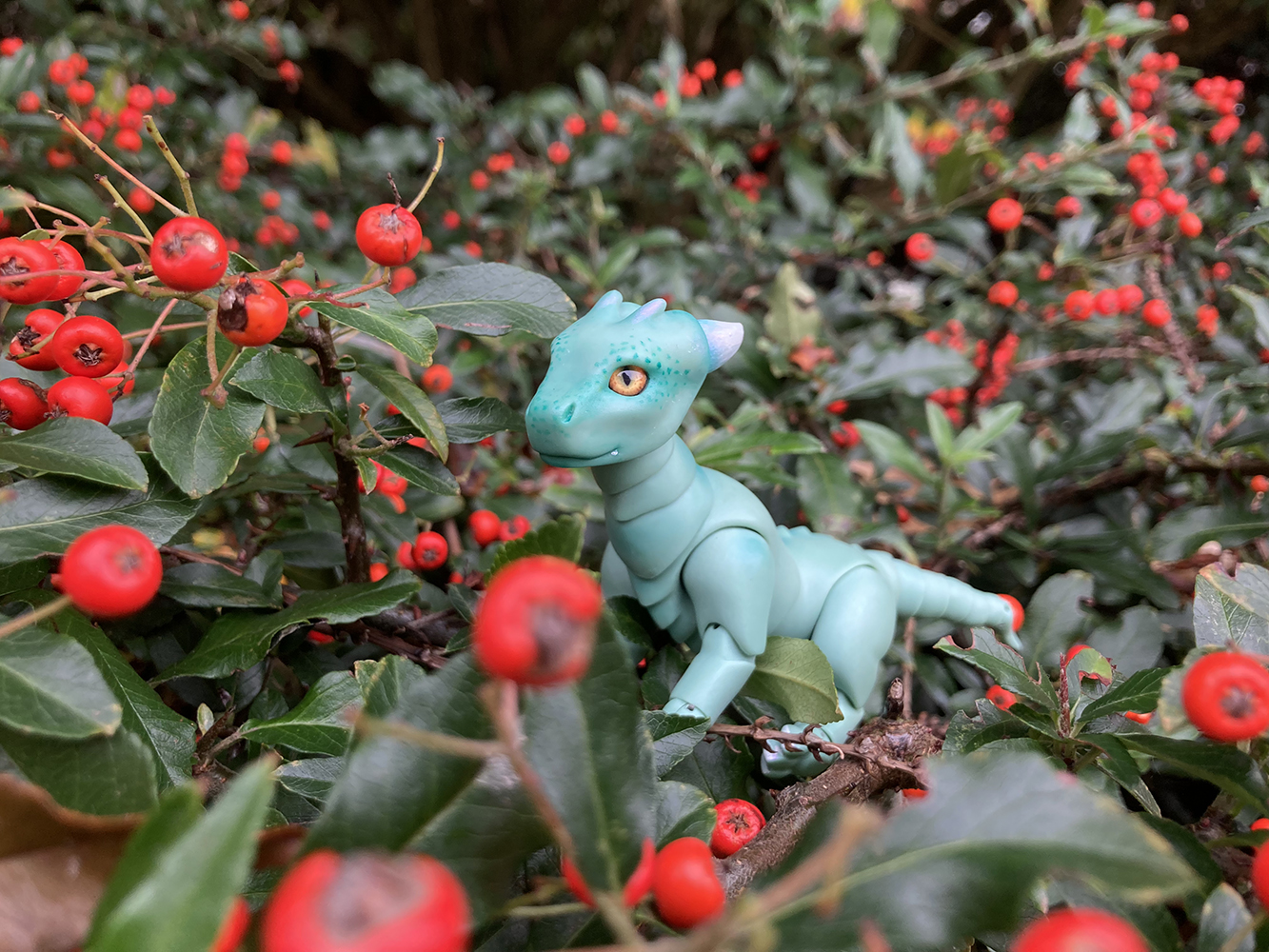 berries 1
