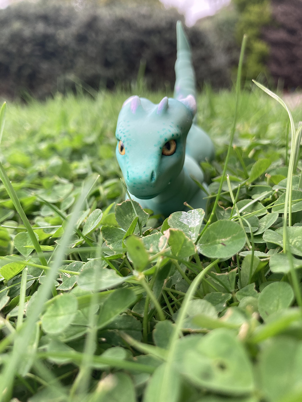 clover
