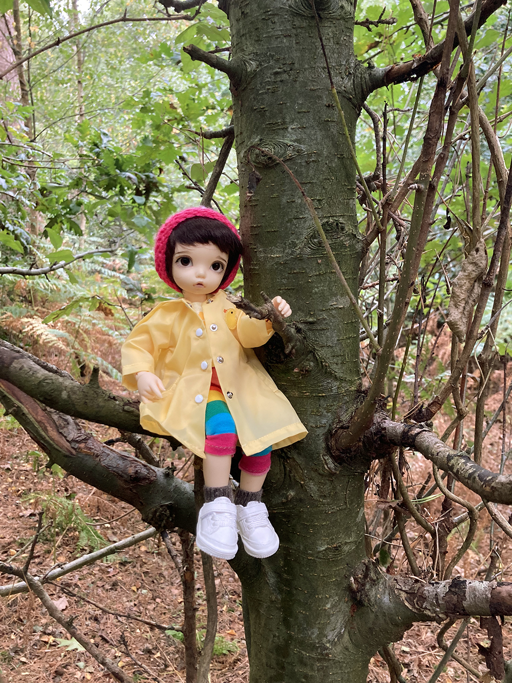 clementine in a tree
