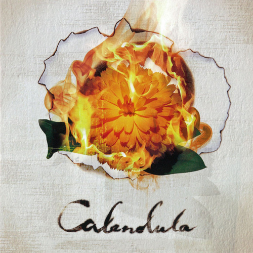 calendula